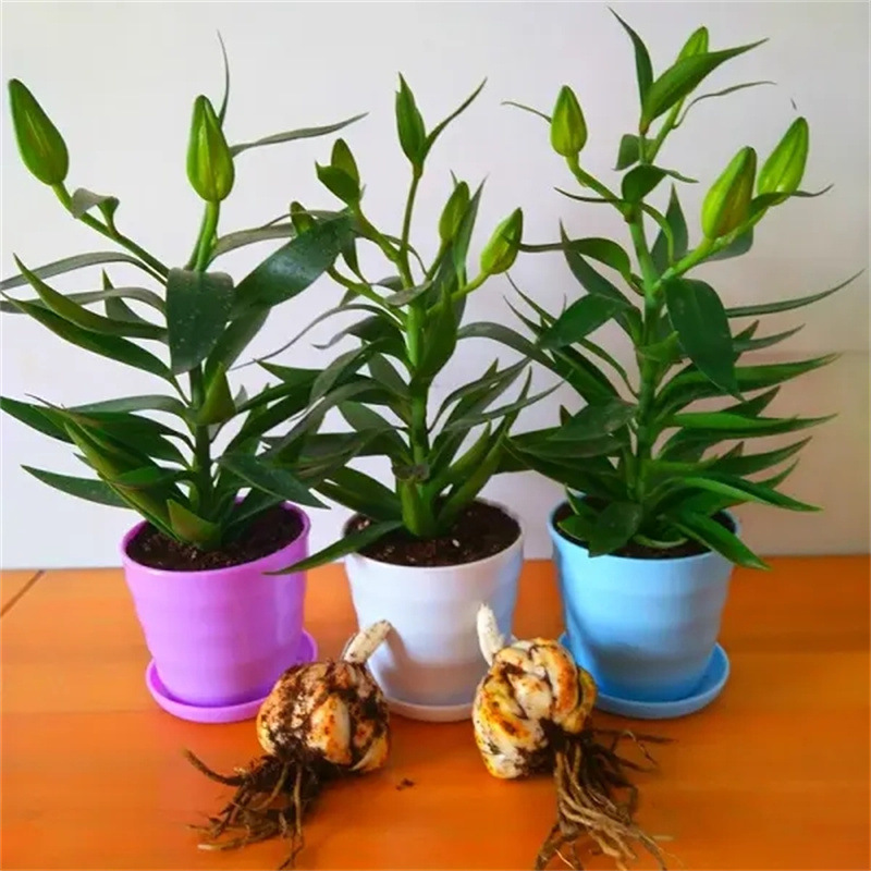 香水百合花苗盆栽种球带花苞四季花卉种子室内绿植盆栽花苗大种球