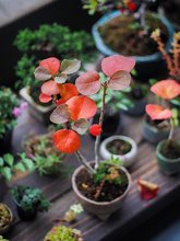 网红桌面微景观盆栽植物 水陆雨林缸苔藓生态瓶DIY创意造景迷你小