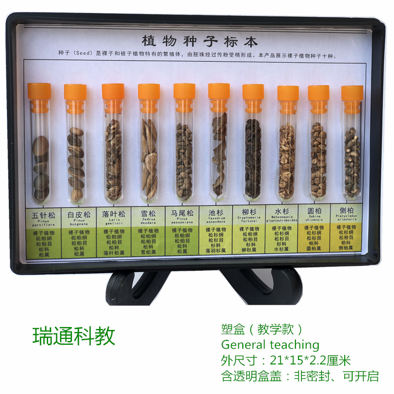 植物种子标本裸子植物十种幼儿园科学区科普教学仪器-阿里巴巴