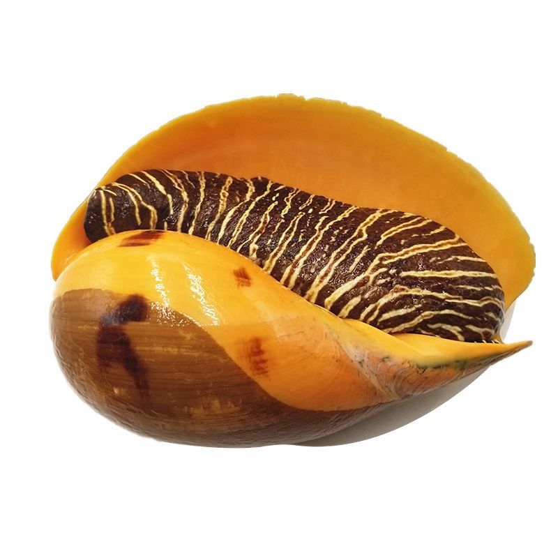 3斤包邮海捕椰子螺急冻大黄螺油螺木瓜螺肉片大黄螺海鲜贝水产