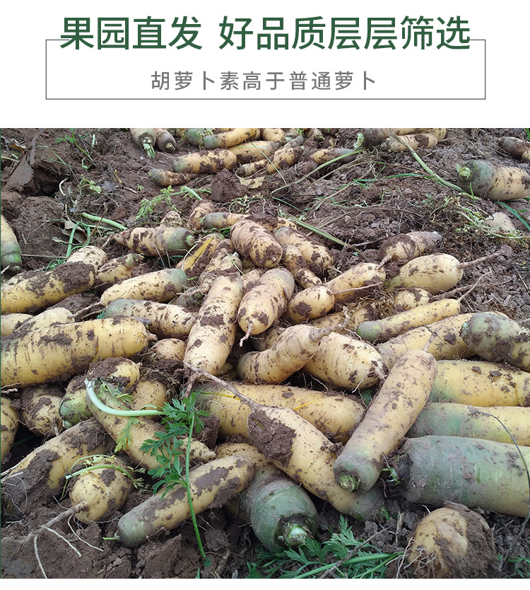 2021今年新鲜黄胡萝卜五斤九斤山西黄胡萝卜新疆抓饭黄色的胡萝卜