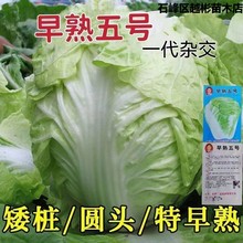 早熟五号白菜种子大田耐高温包心夏季大白菜籽抗热耐热一代良种