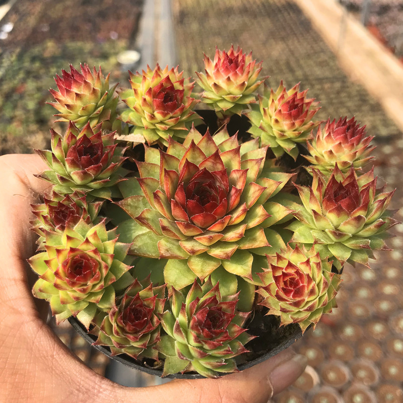 长生草系列红钻 多头2-10头野马 多肉植物