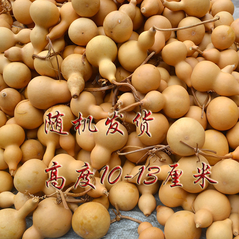 葫芦批发天然小压腰高度10-13厘米促销适合练习烙画学生初学者用