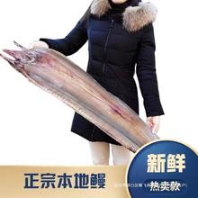 新晒生海鳗鱼干整条渔民自制海鱼干咸鱼干5成干海鲜干货非即食