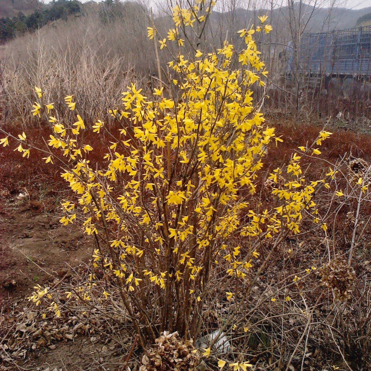 迎春花小苗造型及修剪图片