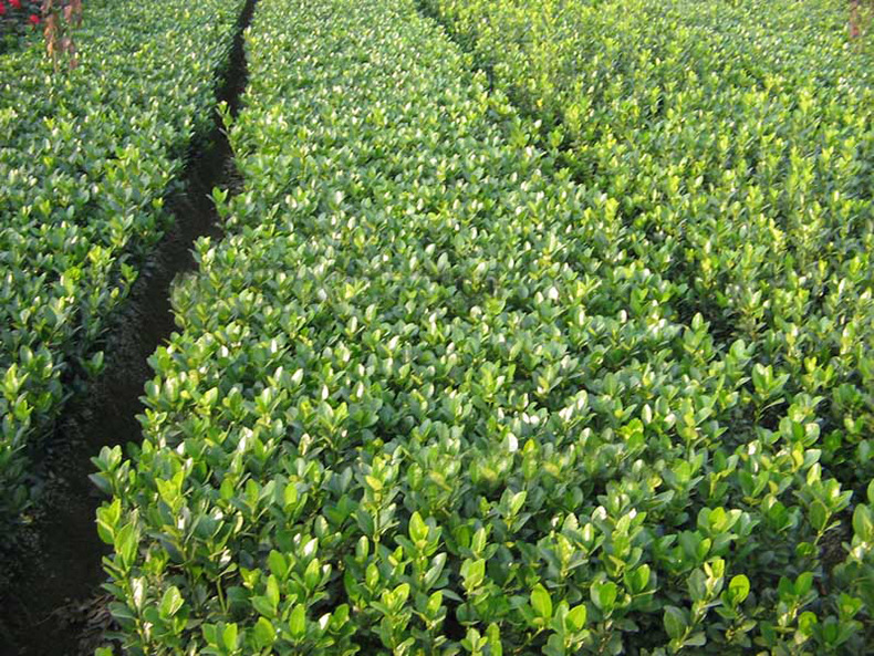 大叶黄杨法国冬青 绿篱围墙露天栽种 四季常青耐寒道路庭院树苗