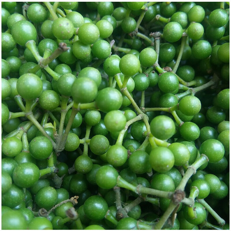 【现货】现摘新鲜山胡椒木姜子山胡椒新鲜木江子山苍子500g