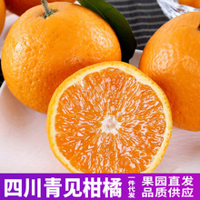 新鲜现摘10斤装晚熟青见果冻橙四川丑橘丑八怪橘子桔