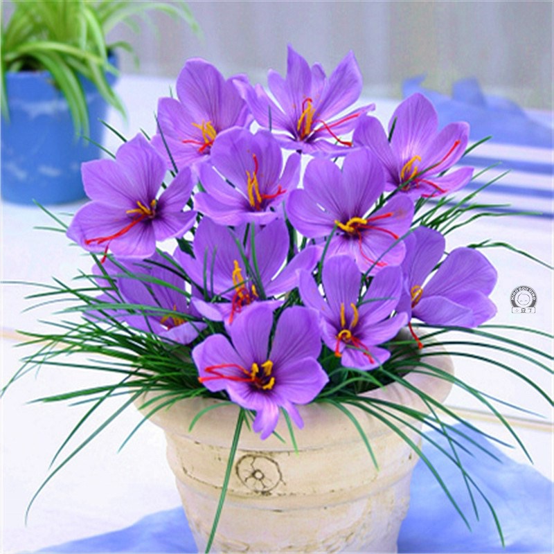 藏红花种球番红花食用耐寒花卉种子冬季西红花苗球根植物盆栽.