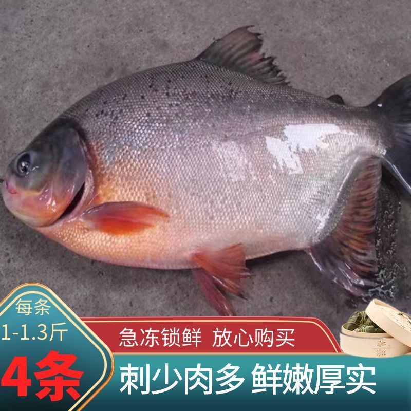红鲳鱼特大新鲜海产鲜活冷冻冰鲜非金鲳鱼白鲳鱼4条整箱一件批发