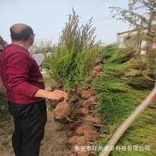 柏树苗墓地树30至3米高蜀侩树形好塔柏 侧柏树苗多少钱一颗