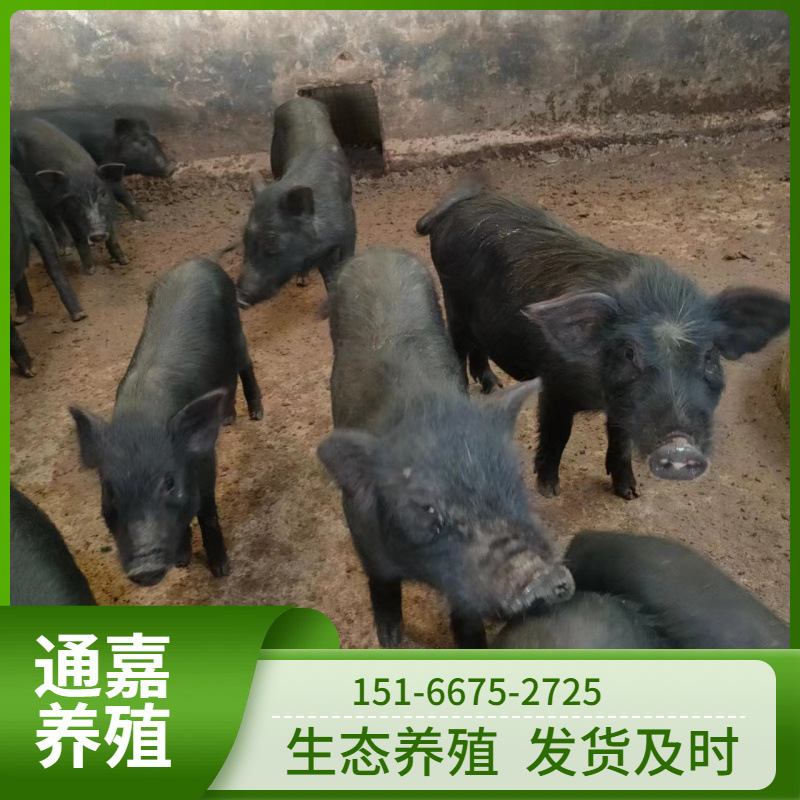 批发猪仔小香猪跑山猪直销优良藏香猪猪苗猪崽种猪后背母猪价格