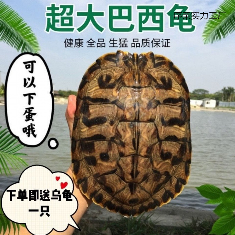 大巴西龟巴西红耳龟黄金龟观赏招财下蛋乌龟大龟种龟特大镇宅