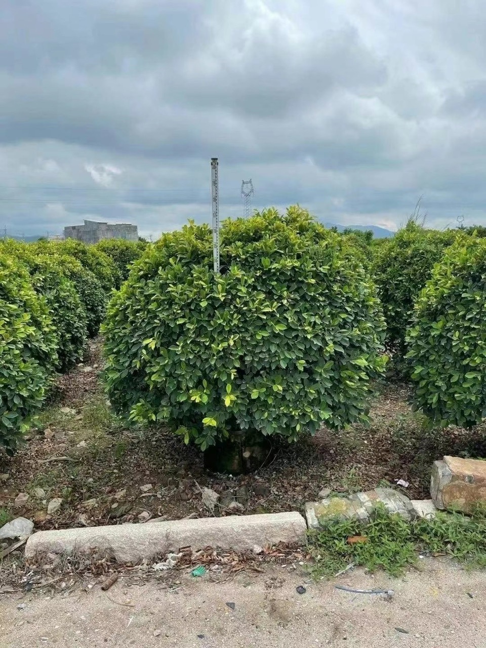 基地黄金榕黄金榕球广东灌木基地常绿园林景观黄金榕