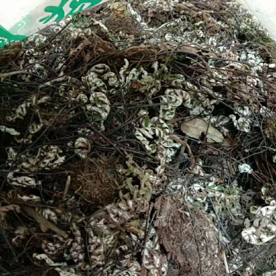 正品通经草新鲜晒干铜丝草 止惊草 金线铜皮 分经草 铁骨草500g