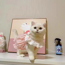 宠物猫咪狗狗可爱马卡龙南瓜裙春秋季外出衣服薄款防掉毛马尔济斯