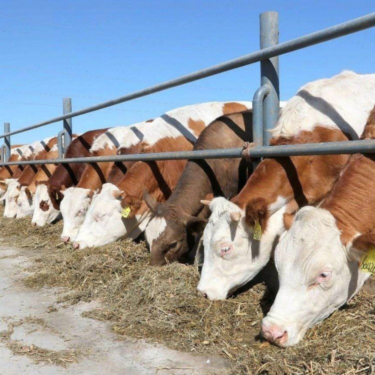 大量售利木赞牛牛犊 改良肉牛犊 广西利木赞牛肉牛