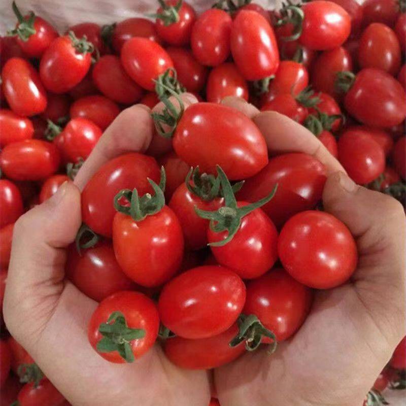 山东寿光千禧圣女果超甜樱桃西红柿寿光蔬菜孕妇新鲜水果整箱