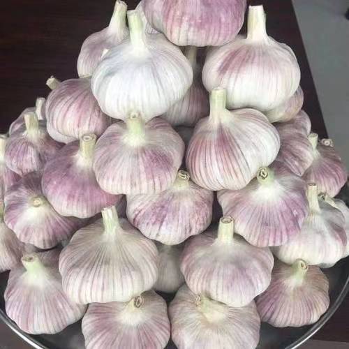新鲜精品紫皮大蒜干蒜头农家自种山东兰陵可腌制糖醋蒜炮蒜-阿里巴巴