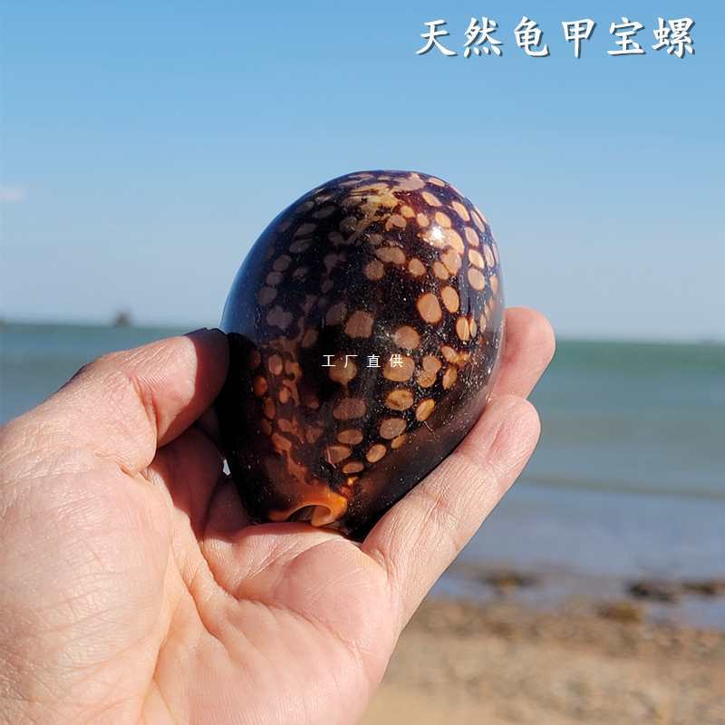 天然稀有大海螺贝壳龟甲宝螺海洋生物标本螺收藏手把件鱼缸造景