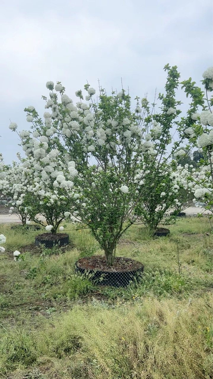 中华木绣球抖球庭院别墅区专用