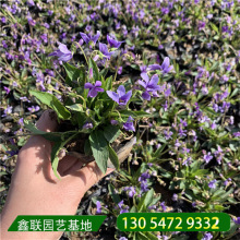 紫花地丁 工程道路园林绿化紫色花海  紫花地丁小杯苗 营养杯地丁