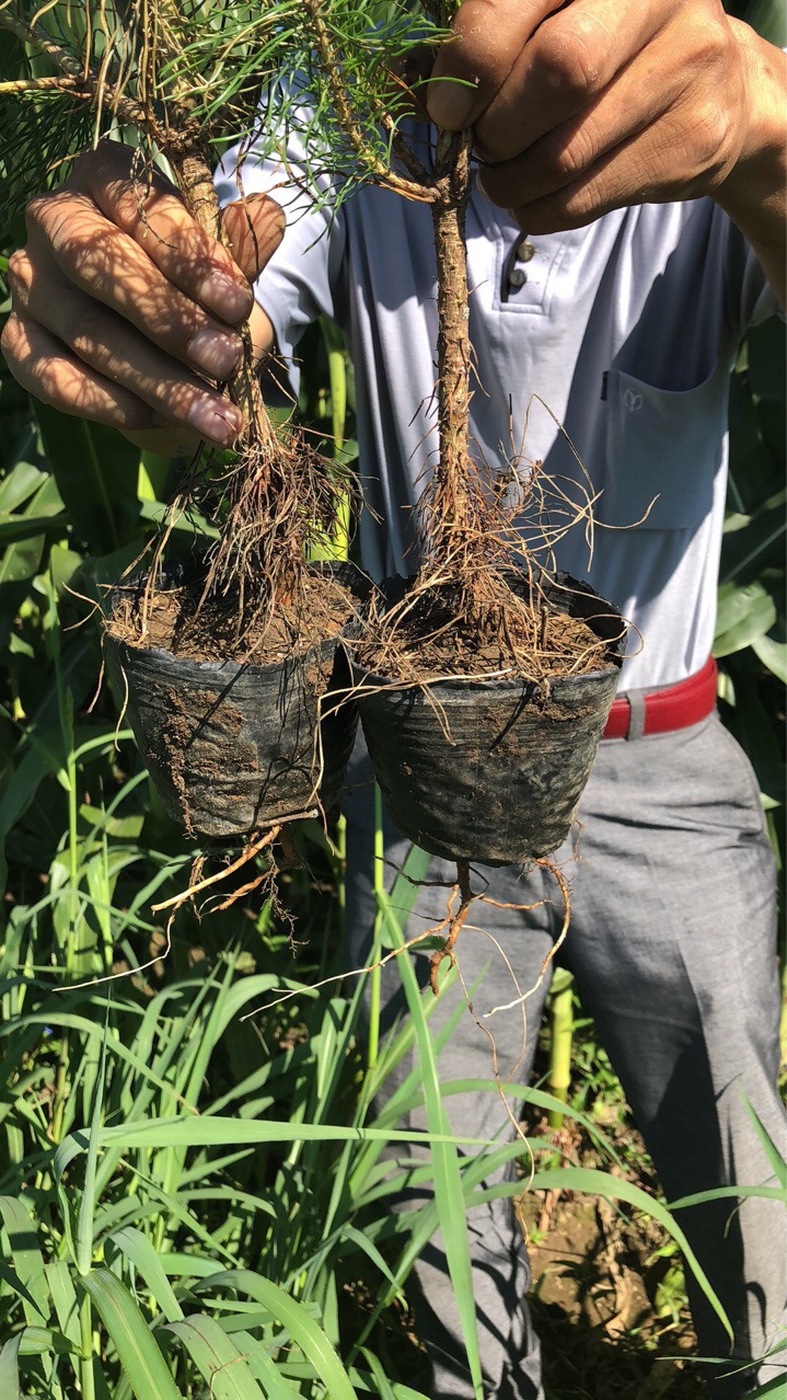 樟子松营养杯树苗-阿里巴巴