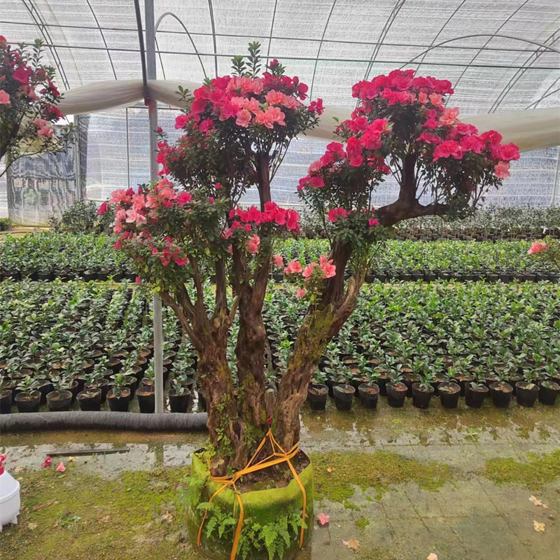 杜鹃花映山红国旗红盆栽生熟桩小老桩家居庭院阳台大型绿植杜鹃花