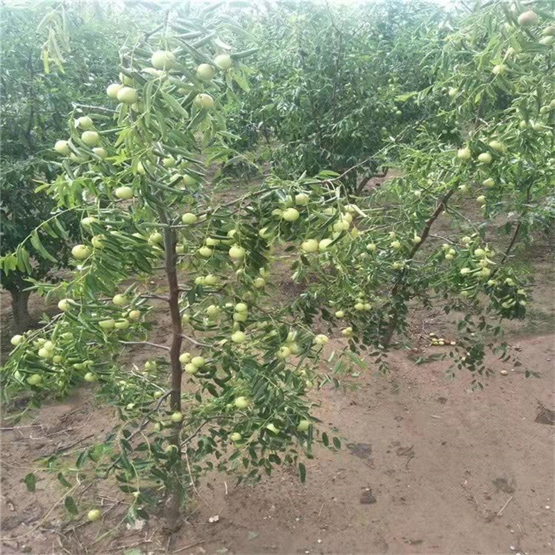 枣树苗嫁接沾化冬枣大盆栽地载庭院果树苗南北方种植当年结果树苗