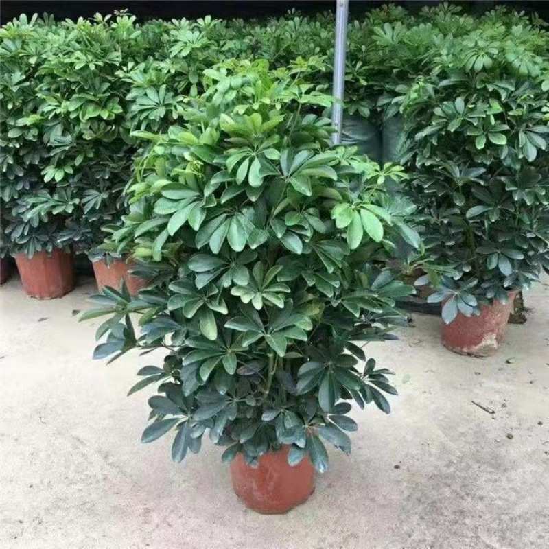 【吸甲醛】鸭脚木盆栽八方来财招财树室内绿植水培花卉植物好养活