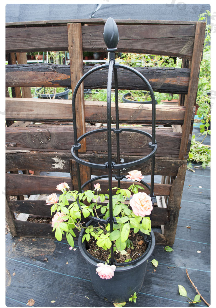 屿间爬藤架月季三角梅组合花盆支架高款室外园艺庭院支撑花架定制