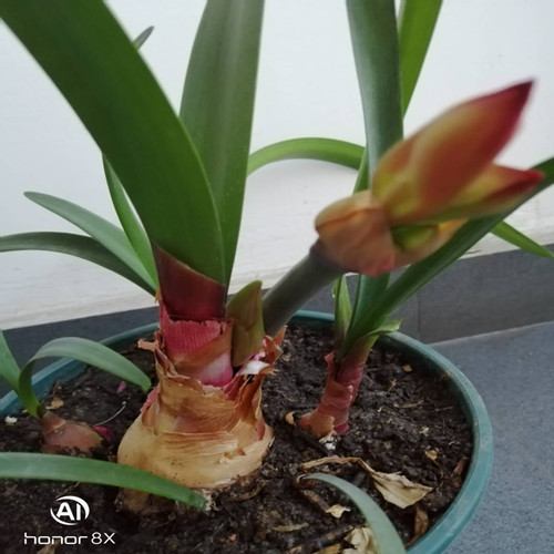 紫根兰开花苗 紫根兰乔治百合紫根兰种球 花卉 带根苗包邮包对版