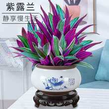 植物紫露兰水培吊兰盆栽室内花卉好养客厅办公卧室桌面美观小绿植