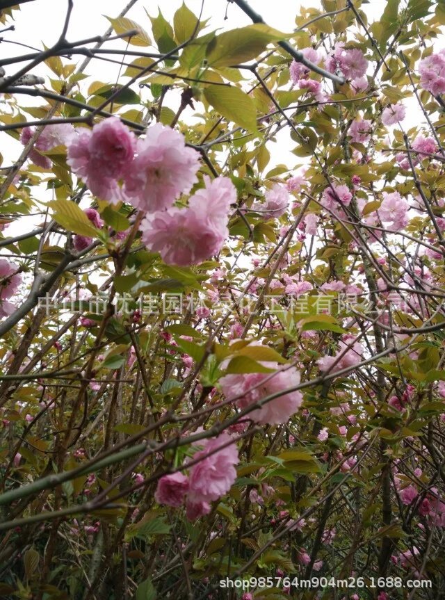 基地发货 粉花山扁豆 花旗木 泰国樱花  山樱花 绿化苗木报价