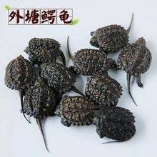 乌龟活体北美小鳄龟活体鳄鱼龟杂佛鳄龟大龟苗宠物龟