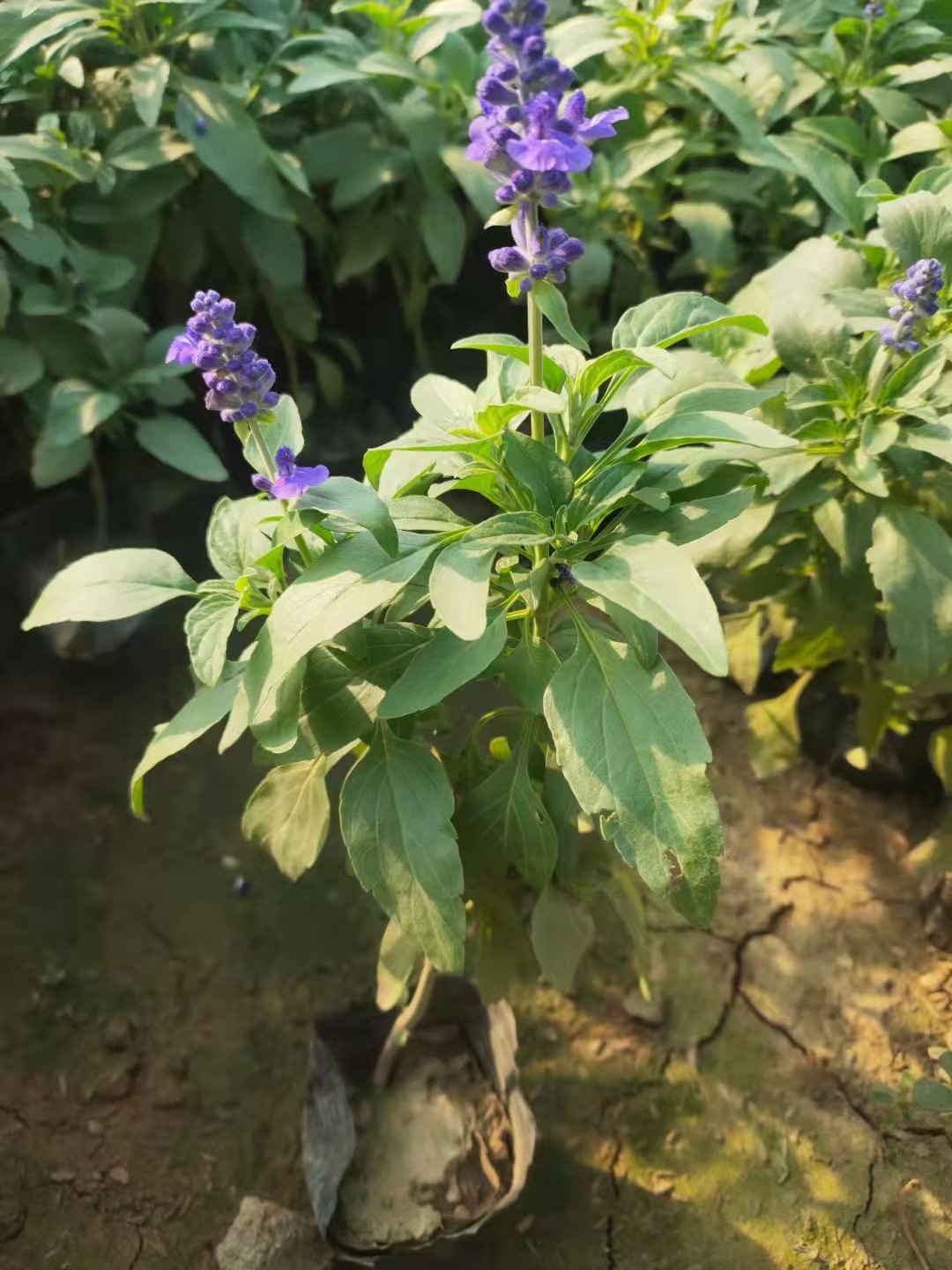 鼠尾草花苗地被鼠尾草花带景观花基地批发鼠尾草园林公园小区绿化