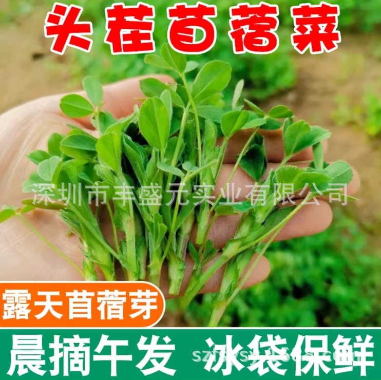 山西陕西2024现摘头茬苜蓿菜新鲜健康当季野生蔬菜凉拌美味苜蓿芽