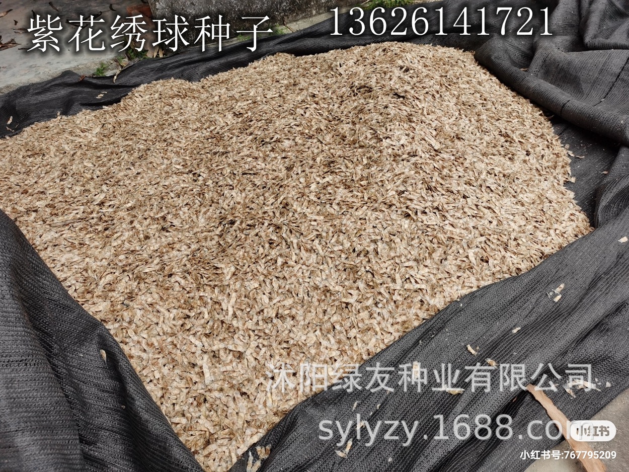 批发绣球花种子 紫花绣球 黄花绣球等