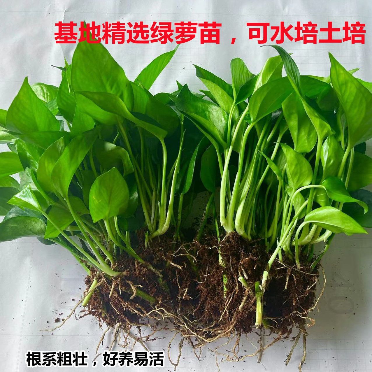 绿箩除甲醛吸水吊兰水培绿萝特价植物室内除甲醛绿萝苗净化空气