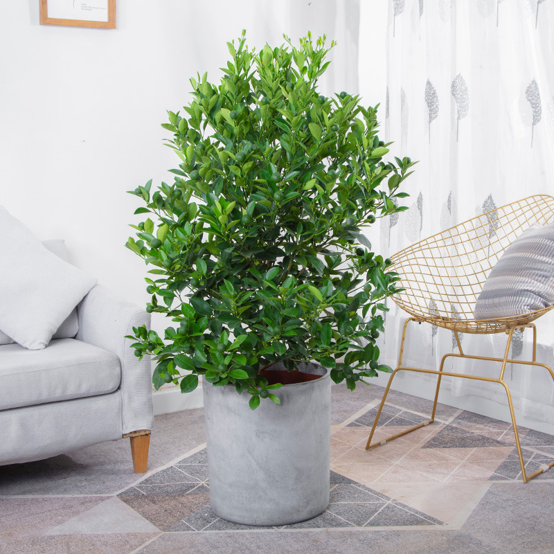 金桔树盆栽 客厅办公室招财寓意植物可食用小桔子苗室内青桔果树