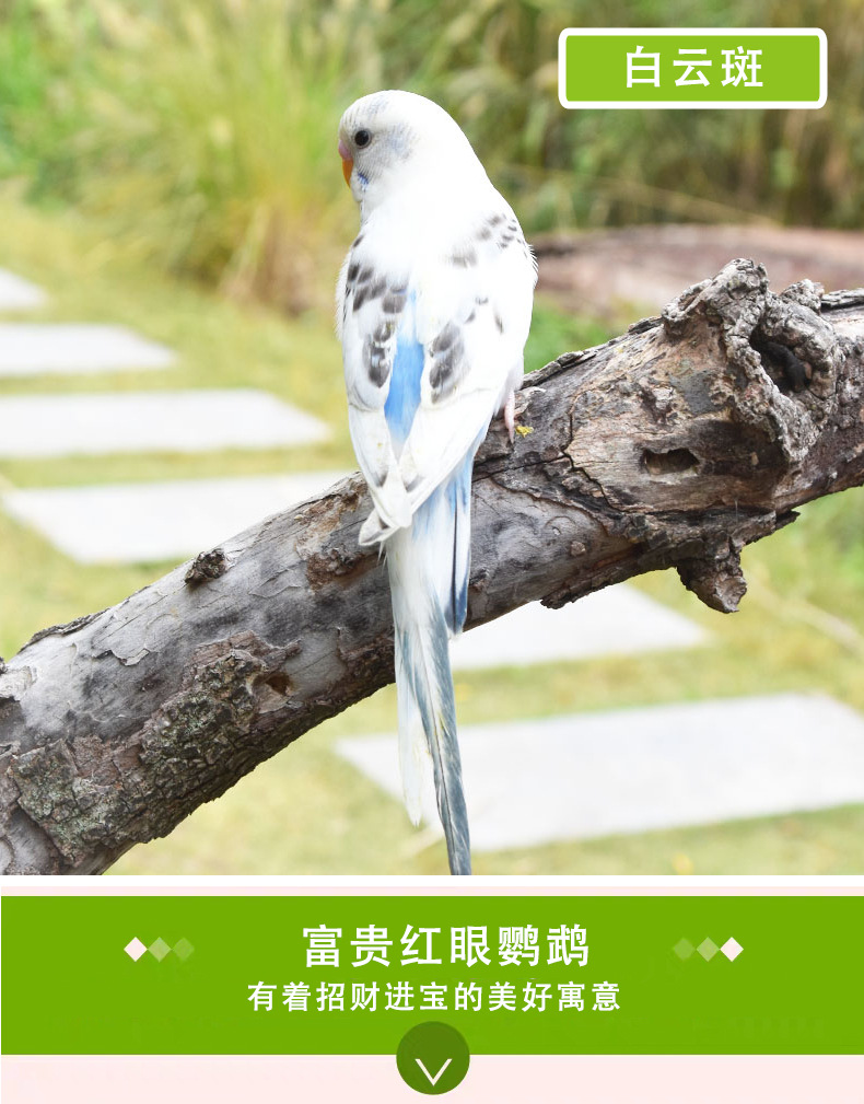 鸟活物虎皮鹦鹉活鸟小鸟家养会说话的手养云斑幼鸟类宠物成年繁殖