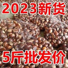 小二推荐板栗新鲜现摘生栗子板栗非油栗批发价3/5/斤蔬菜工厂批发