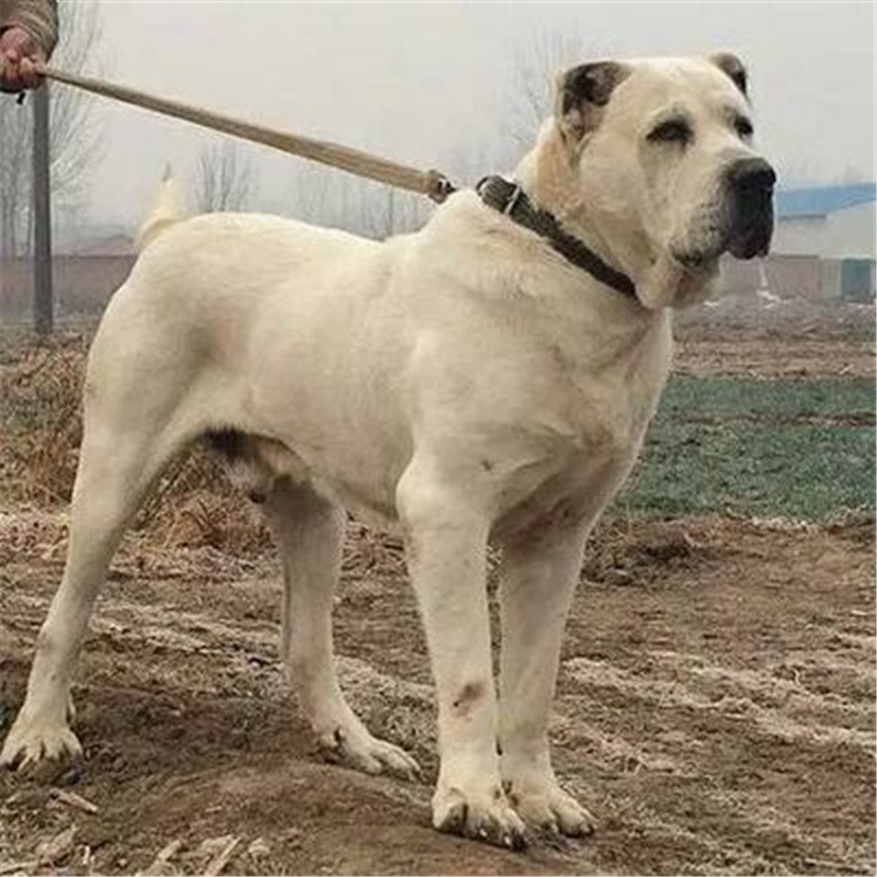 狗场直销中亚犬活体幼犬中亚牧羊犬疫苗驱虫做完的纯种巨型中亚犬