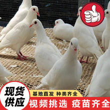 肉鸽苗批发 出售老鸽子 散养鸽子 种鸽白羽王 白色鸽子信鸽广场鸽