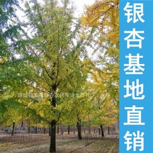 中国银杏之乡-销售直径28公分银杏树 基地批发 数量充足 规格齐全