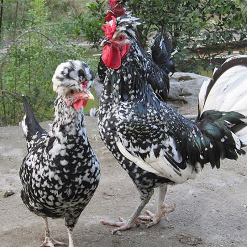 供应出壳已做疫苗贵妃鸡-批发贵妃鸡苗-贵妃鸡仔