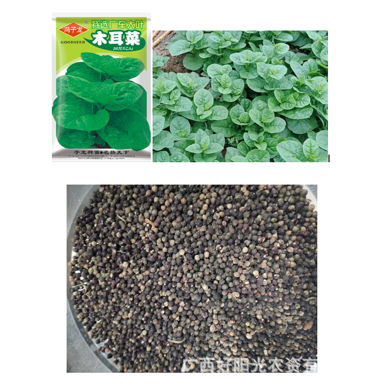 好阳光子龙蔬菜种子大叶木耳菜基地田园露地好吃庭院阳台盆栽当季