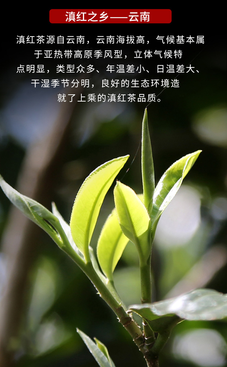 红针 滇红茶 一芽一叶 松针茶 500克 厂家