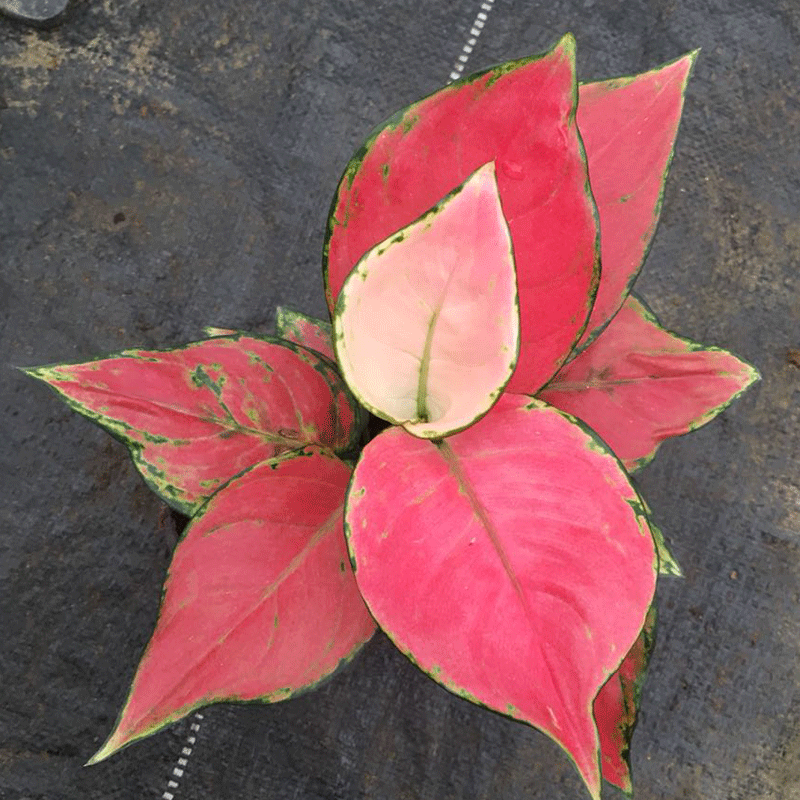 110吉利红粗肋草广州花卉盆栽基地直销室内可水培粗勒草吉利红